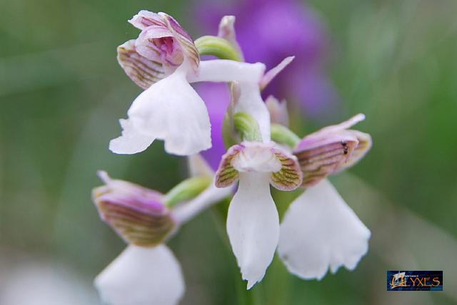 anacamptis morio.JPG